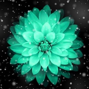 Meet your Posher, Priscila